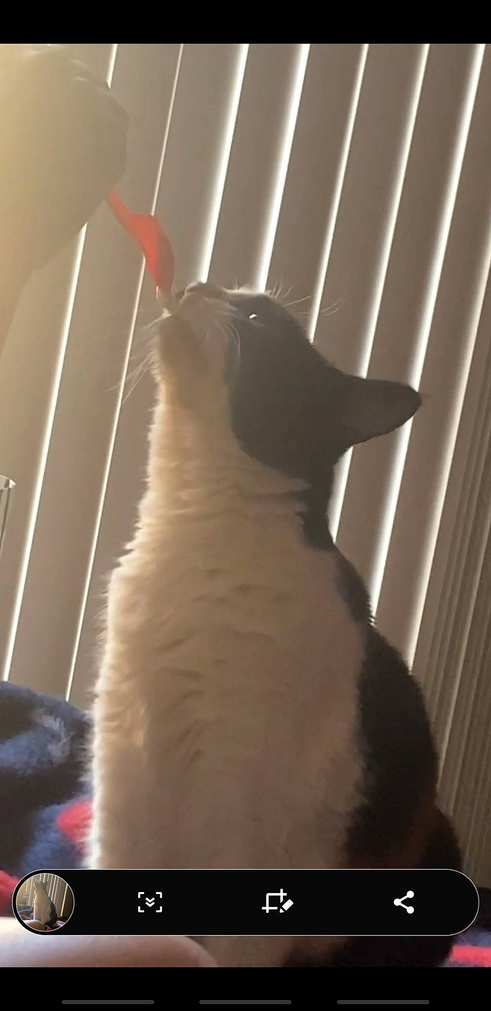 Patches is registered to the contest to win money with this photo: carnivore, cat, darkness, domestic_short_haired_cat, felidae, fur, gesture, paw, room, shadow, small_to_medium_sized_cats, tail, tints_and_shades, whiskers, window, wood