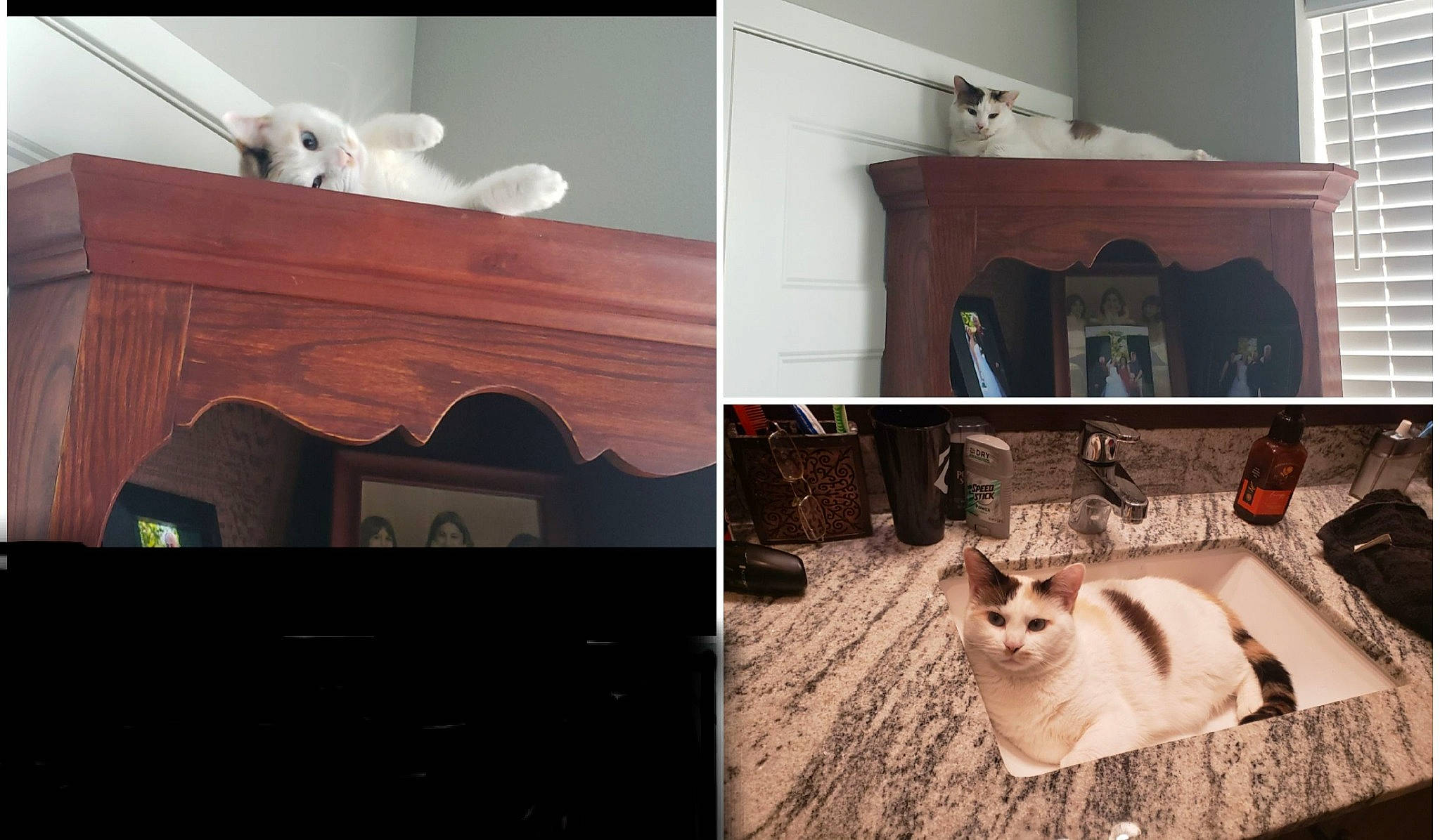 Dutchess is registered to the contest to win money with this photo: art, cabinetry, cat, countertop, fawn, floor, flooring, grey, hardwood, house, interior_design, mammal, photograph, property, snapshot, table, vertebrate, white, window, wood