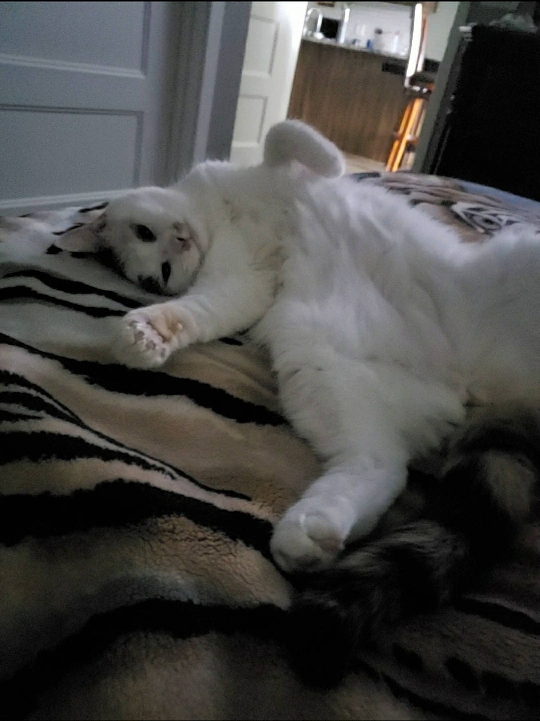 Dutchess is registered to the contest to win money with this photo: bed, bed_sheet, bedding, carnivore, cat, comfort, companion_dog, domestic_short_haired_cat, duvet, felidae, flooring, fur, grey, linens, paw, small_to_medium_sized_cats, snout, tail, terrestrial_animal, whiskers