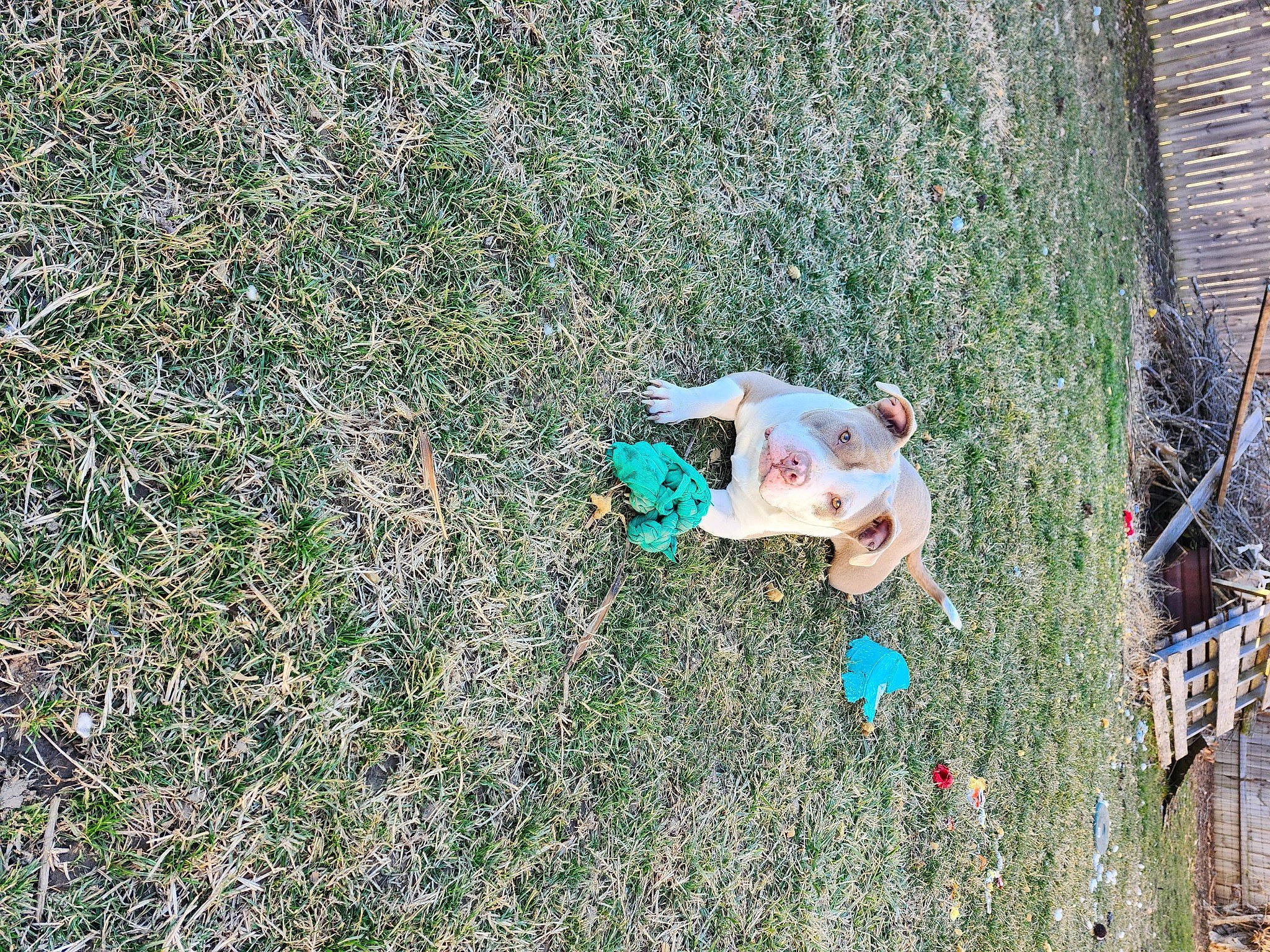 Makaveli joined the competition — help win amazing prizes! adventure, fun, grass, grass_family, groundcover, landscape, leisure, people_in_nature, plant, recreation, shrub, soil, sporting_group, toddler, tree, trunk, wood