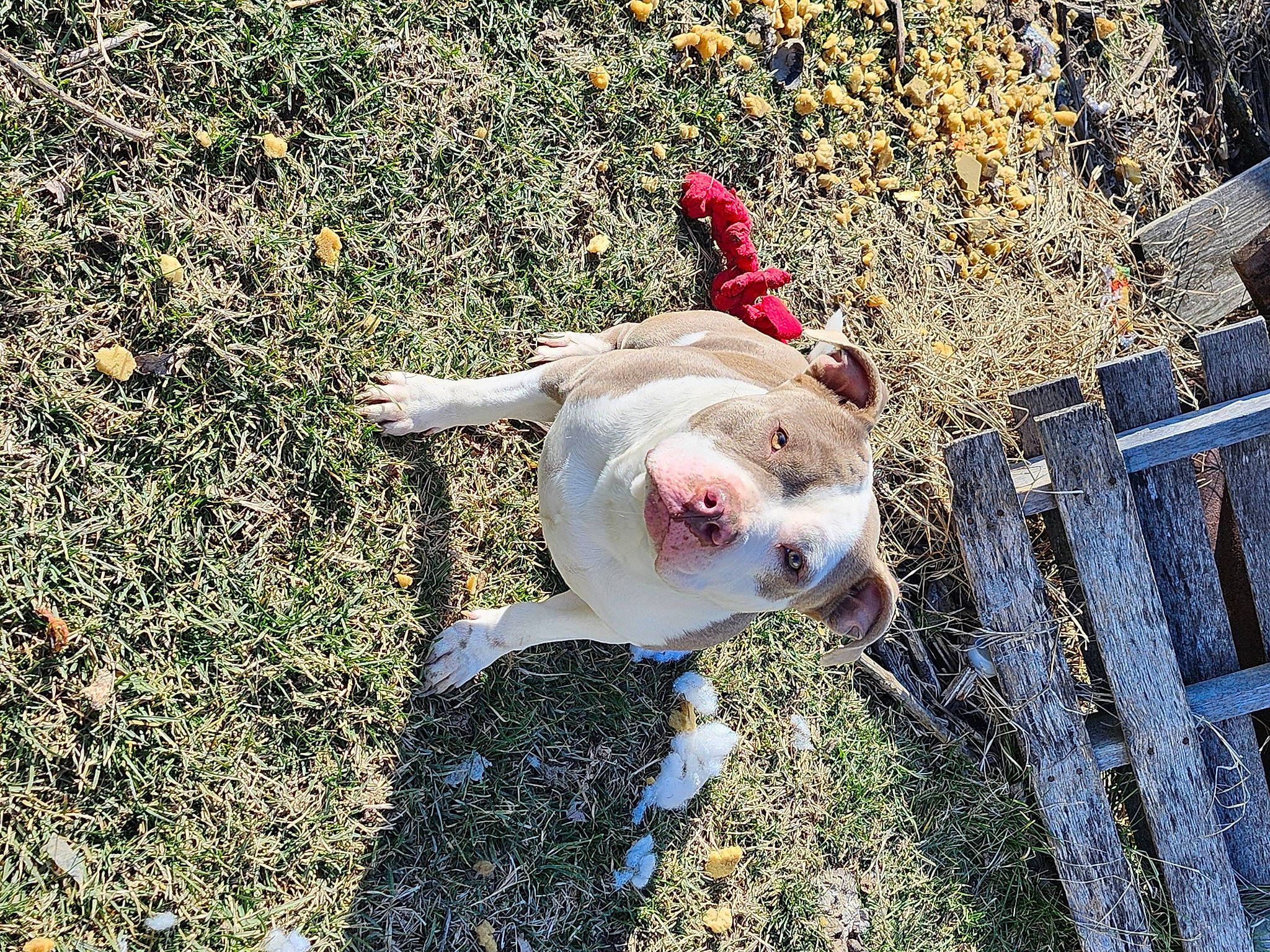 Makaveli joined the competition — help win amazing prizes! canidae, carnivore, companion_dog, dog, dog_breed, fawn, fur, grass, happy, head, non_sporting_group, people_in_nature, plant, soil, sporting_group, sunglasses, tail, walking, wood, working_animal