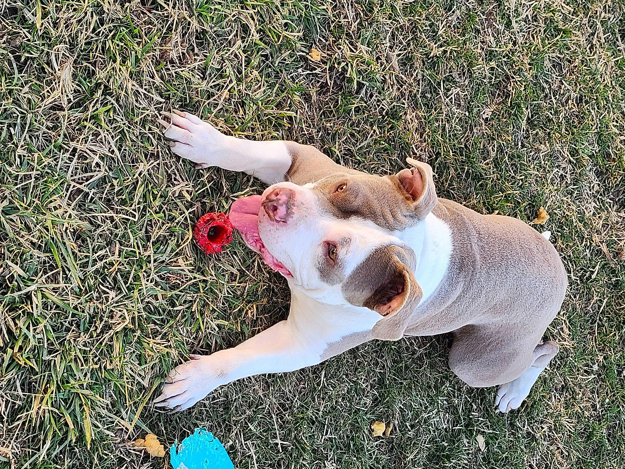 Makaveli joined the competition — help win amazing prizes! canidae, carnivore, companion_dog, dog, dog_breed, fawn, gesture, grass, grassland, happy, head, human_leg, livestock, people_in_nature, plant, snout, sporting_group, sunglasses, tail, terrestrial_animal