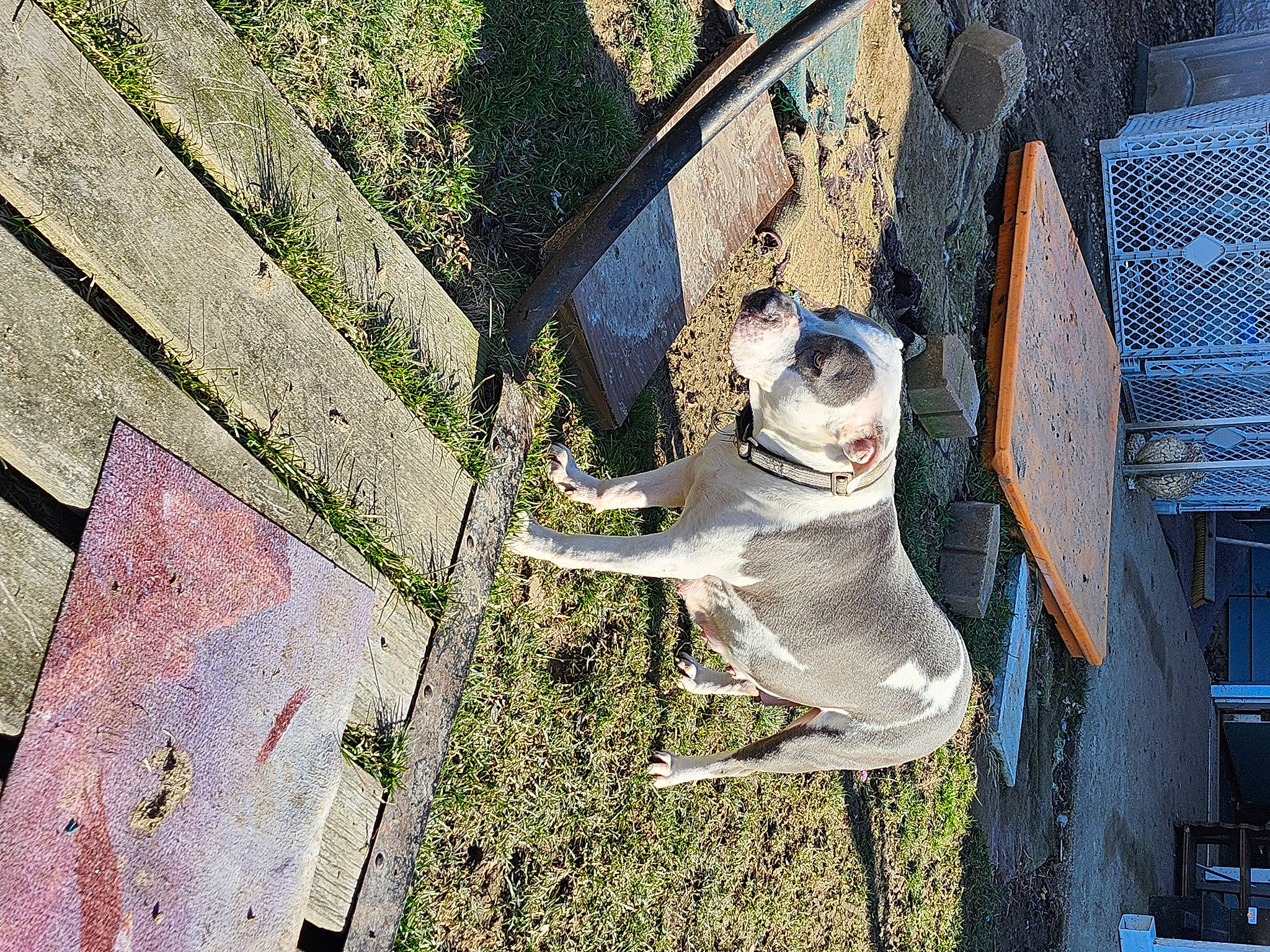 Rayna joined the competition — help win amazing prizes! art, brick, cobblestone, concrete, facade, fish, flooring, grass, houseplant, metal, plant, road, road_surface, sculpture, shadow, sidewalk, statue, tail, visual_arts, wood