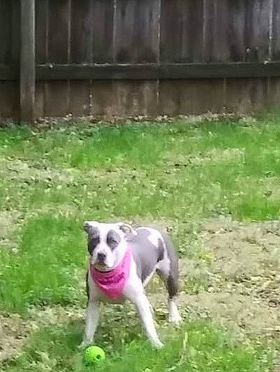 Rayna is registered to the contest to win money with this photo: canidae, carnivore, collar, companion_dog, dog, dog_breed, dog_collar, dog_supply, fawn, fence, grass, non_sporting_group, pet_supply, plant, snout, sporting_group, tail, working_animal, working_dog, yard