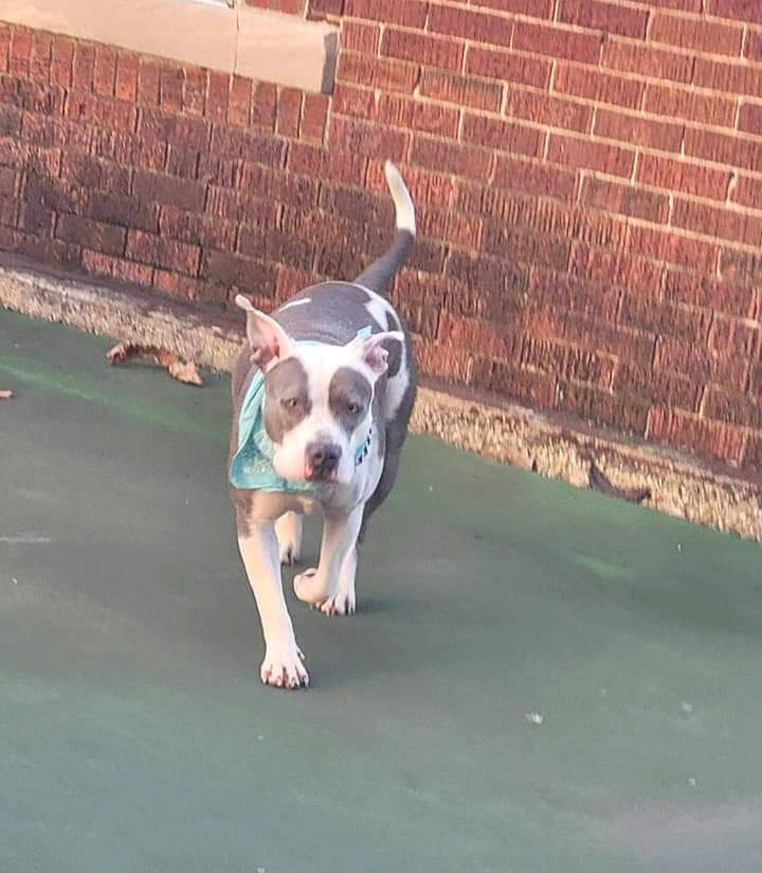 Rayna is registered to the contest to win money with this photo: art, brick, brickwork, bulldog, carnivore, companion_dog, dog, dog_breed, fawn, flooring, french_bulldog, grass, molosser, puppy, road_surface, sidewalk, snout, toy_dog, whiskers, working_animal