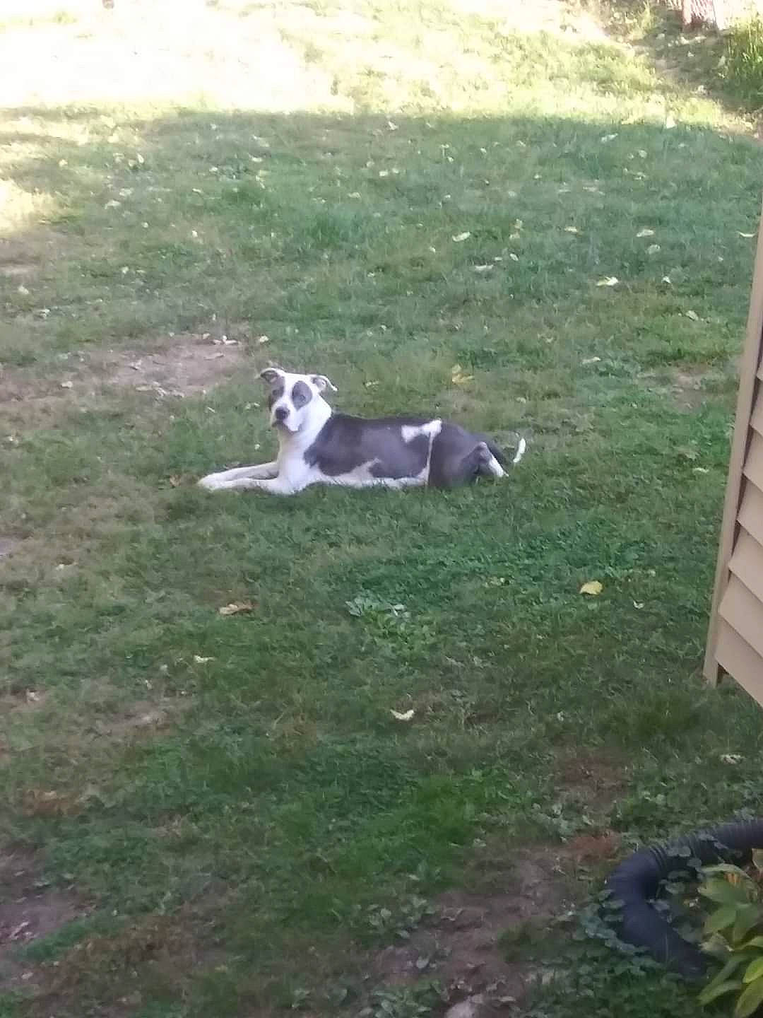 Rayna is registered to the contest to win money with this photo: canidae, carnivore, companion_dog, dog_breed, grass, grassland, groundcover, landscape, non_sporting_group, pasture, sporting_group, tail, terrestrial_animal, yard