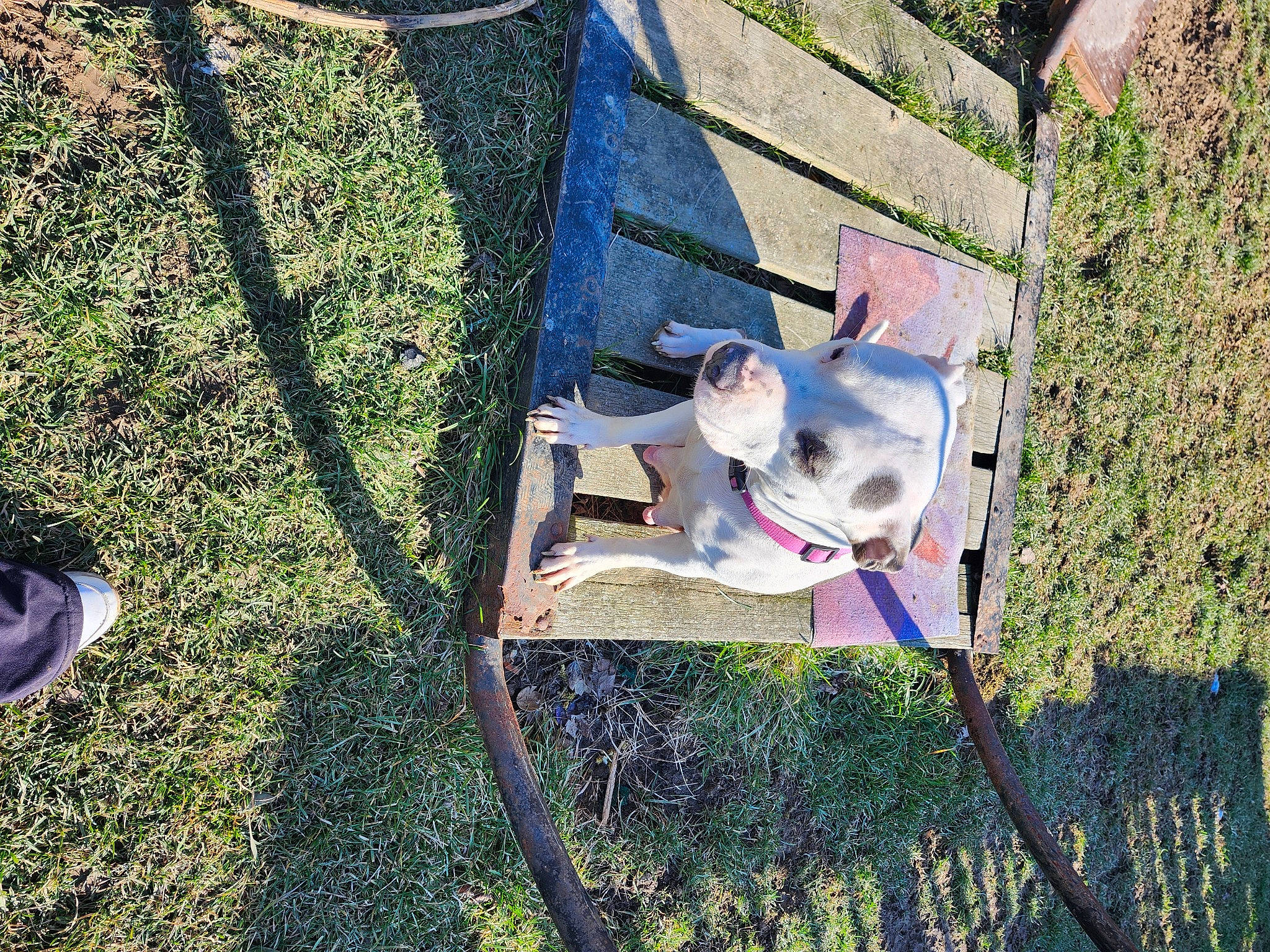 Mookie joined the competition — help win amazing prizes! carnivore, collar, companion_dog, dog, dog_breed, dog_collar, fashion_accessory, fawn, foot, grass, lawn, leash, leisure, pet_supply, plant, shadow, sporting_group, vehicle_door, working_animal, yard