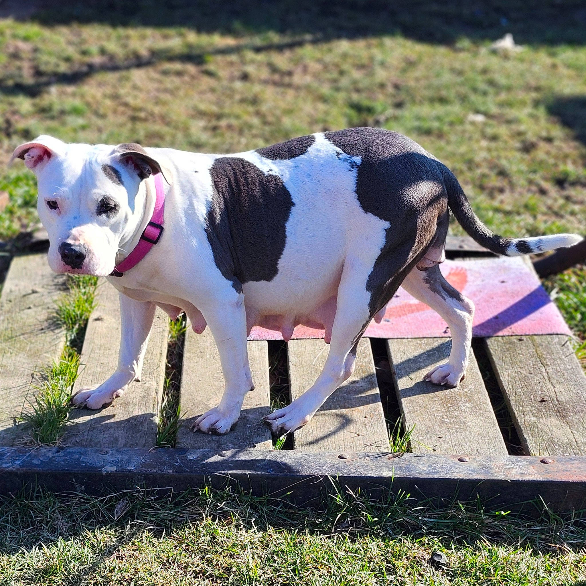 Mookie joined the competition — help win amazing prizes! canidae, carnivore, collar, companion_dog, dog, dog_breed, dog_collar, dog_supply, fashion_accessory, grass, leash, non_sporting_group, pet_supply, snout, sporting_group, tail, terrier, walking, working_animal, working_dog