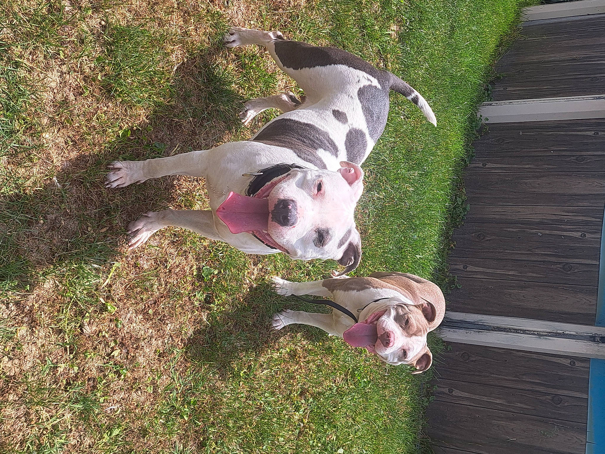 Mookie joined the competition — help win amazing prizes! canidae, carnivore, collar, companion_dog, dog, dog_breed, dog_collar, dog_supply, fawn, grass, hunting_dog, non_sporting_group, paw, pet_supply, snout, soil, sporting_group, tail, working_animal