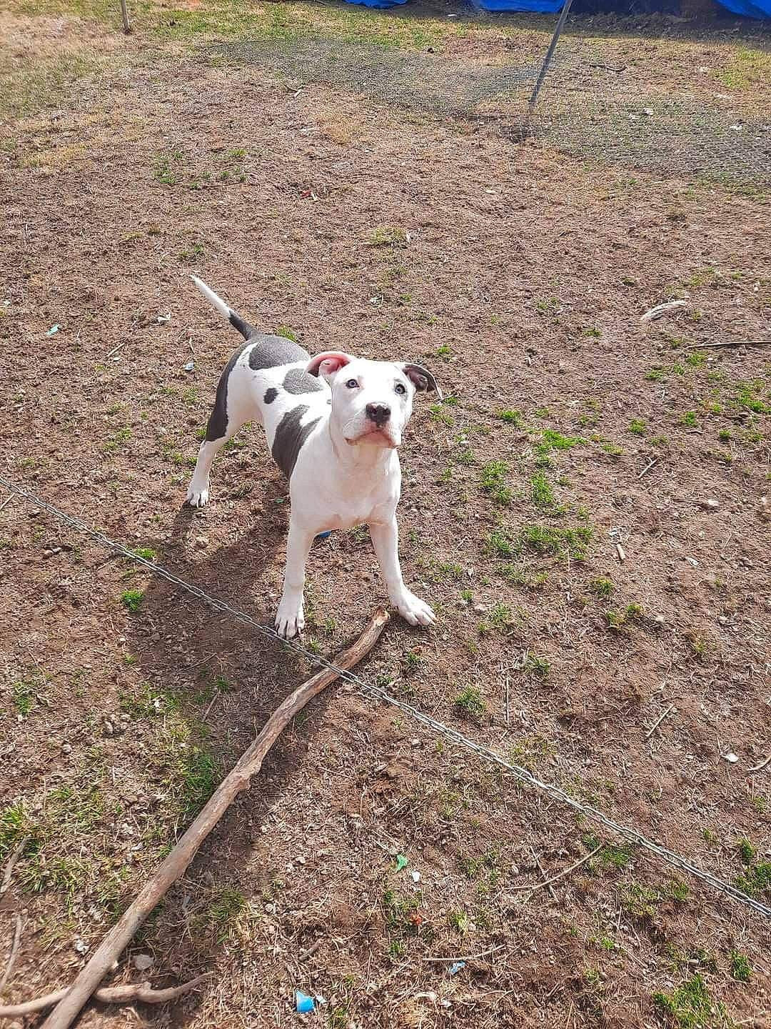 Mookie joined the competition — help win amazing prizes! canidae, carnivore, collar, companion_dog, dog, dog_breed, dog_collar, fawn, grass, leash, non_sporting_group, pet_supply, plant, soil, sporting_group, tail, terrestrial_animal, terrier, working_animal, working_terrier