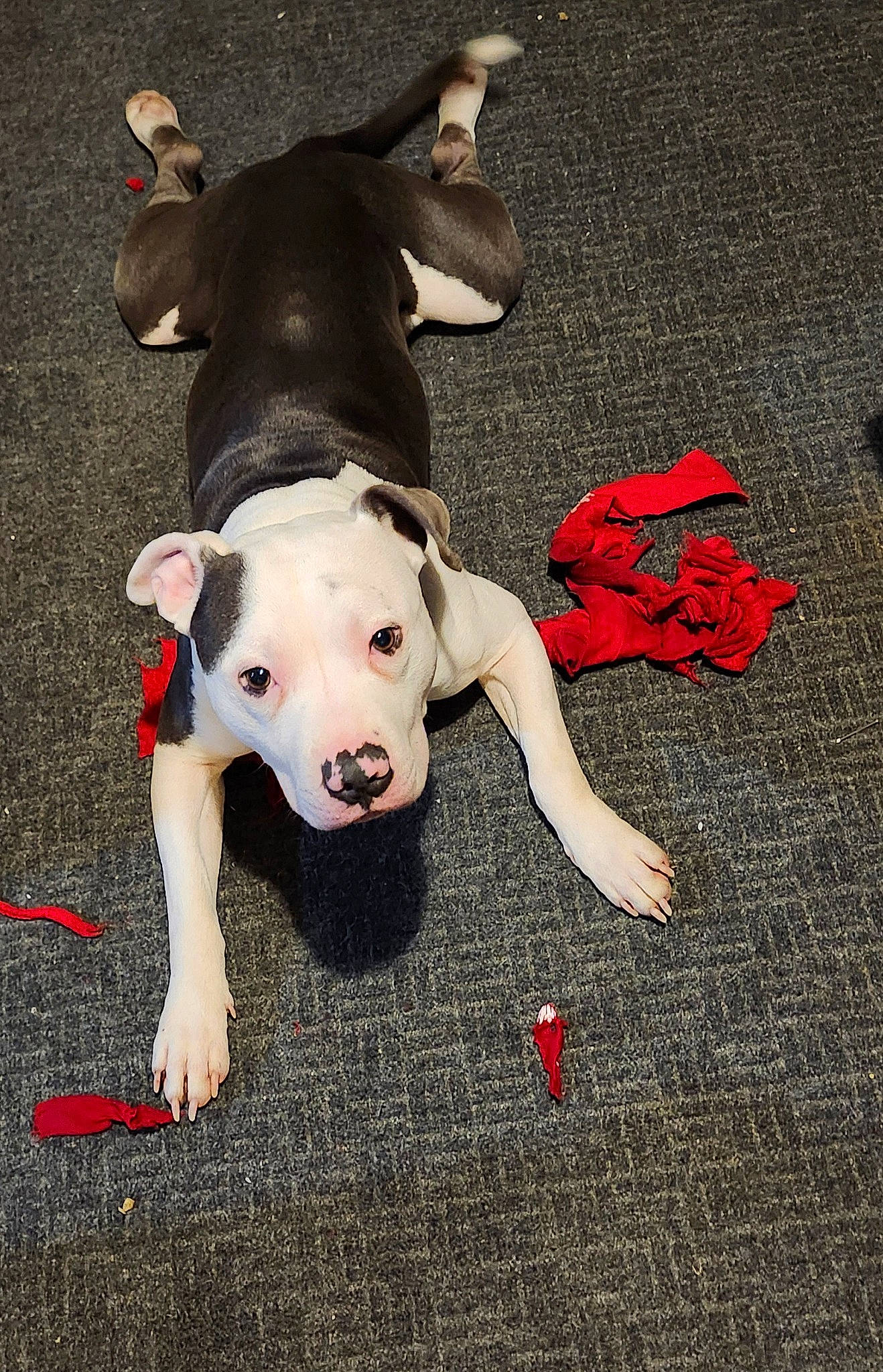 Rambo is registered to the contest to win money with this photo: carmine, carnivore, companion_dog, dog, dog_breed, dog_clothes, dog_supply, fashion_accessory, fawn, flooring, foot, grass, paw, petal, rose, soil, tail, toy, toy_dog, working_animal