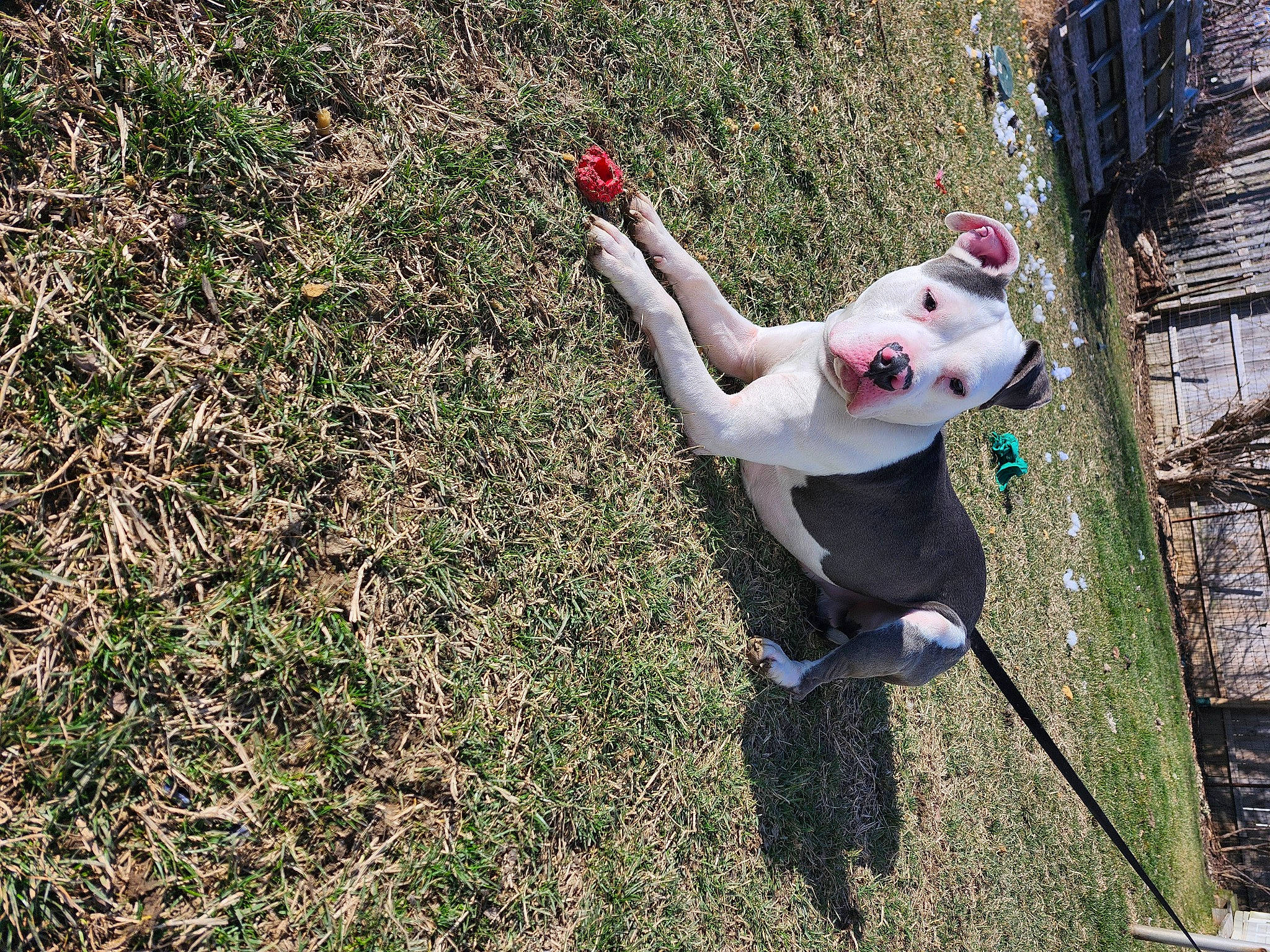 Rambo is registered to the contest to win money with this photo: adventure, canidae, carmine, carnivore, companion_dog, dog, dog_breed, fawn, grass, groundcover, happy, leash, leisure, plant, recreation, soil, sporting_group, tail, toy, tree