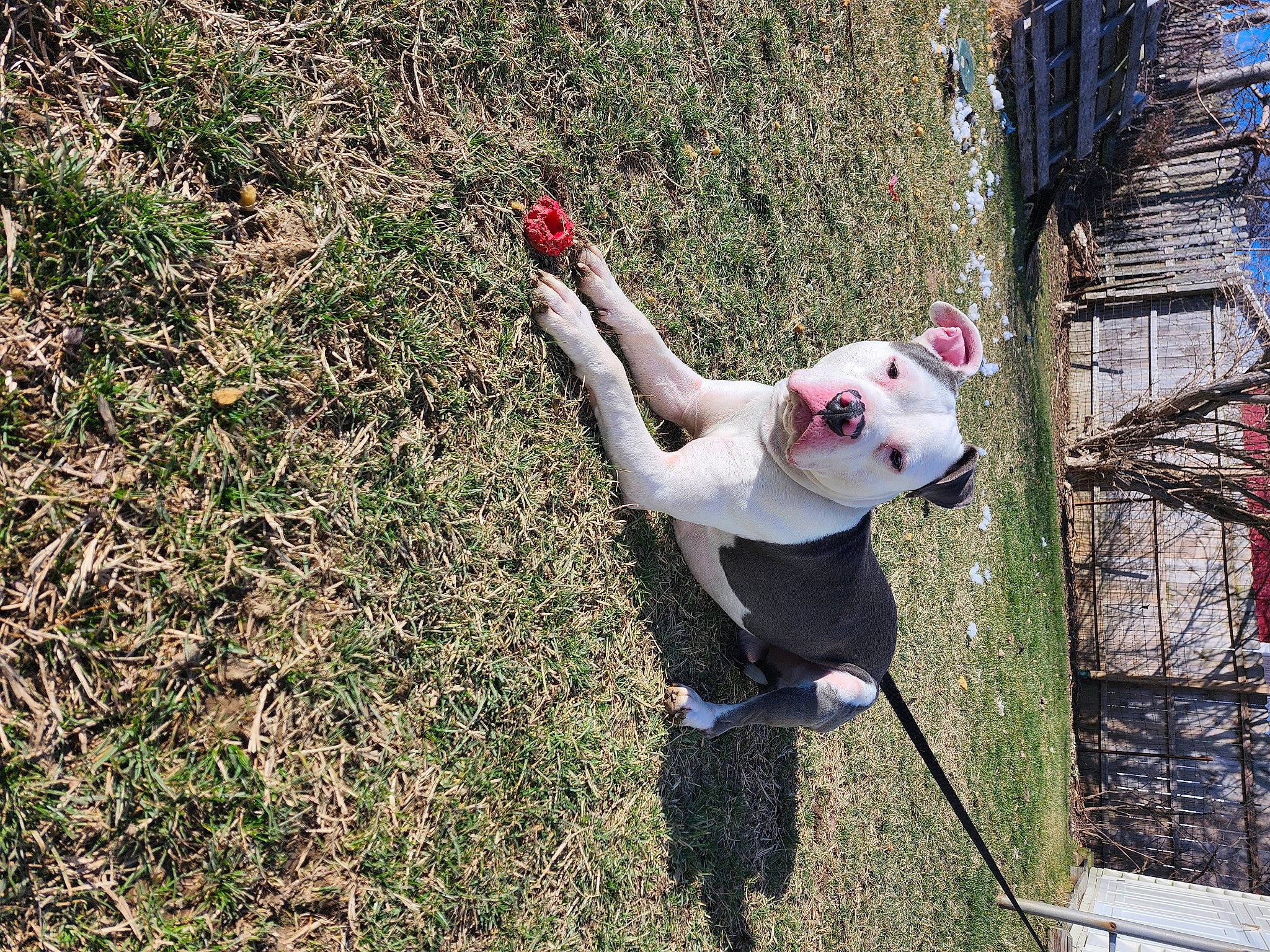 Rambo joined the competition — help win amazing prizes! adventure, canidae, dog, dog_breed, grass, happy, leisure, non_sporting_group, people_in_nature, plant, recreation, soil, sporting_group, tail, toy, tree