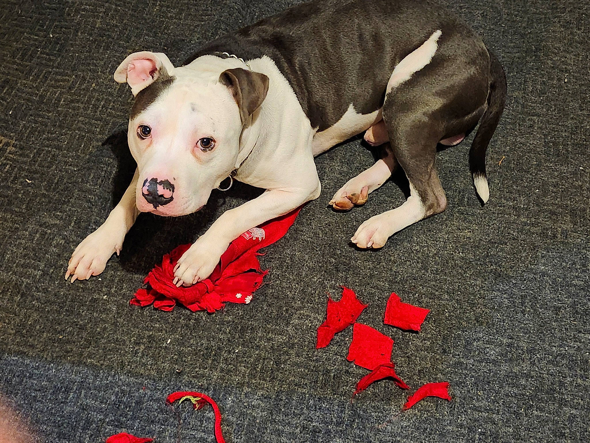 Rambo joined the competition — help win amazing prizes! canidae, carmine, carnivore, collar, companion_dog, dog, dog_breed, dog_collar, dog_supply, fawn, flooring, non_sporting_group, pet_supply, snout, sporting_group, terrestrial_animal, working_animal