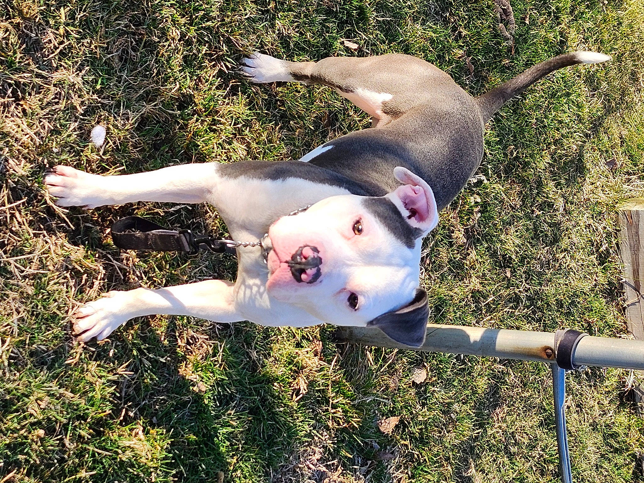 Rambo is registered to the contest to win money with this photo: carnivore, companion_dog, dog, dog_breed, fawn, grass, happy, hunting_dog, non_sporting_group, people_in_nature, plant, smile, snout, sporting_group, tail, terrestrial_animal, tree