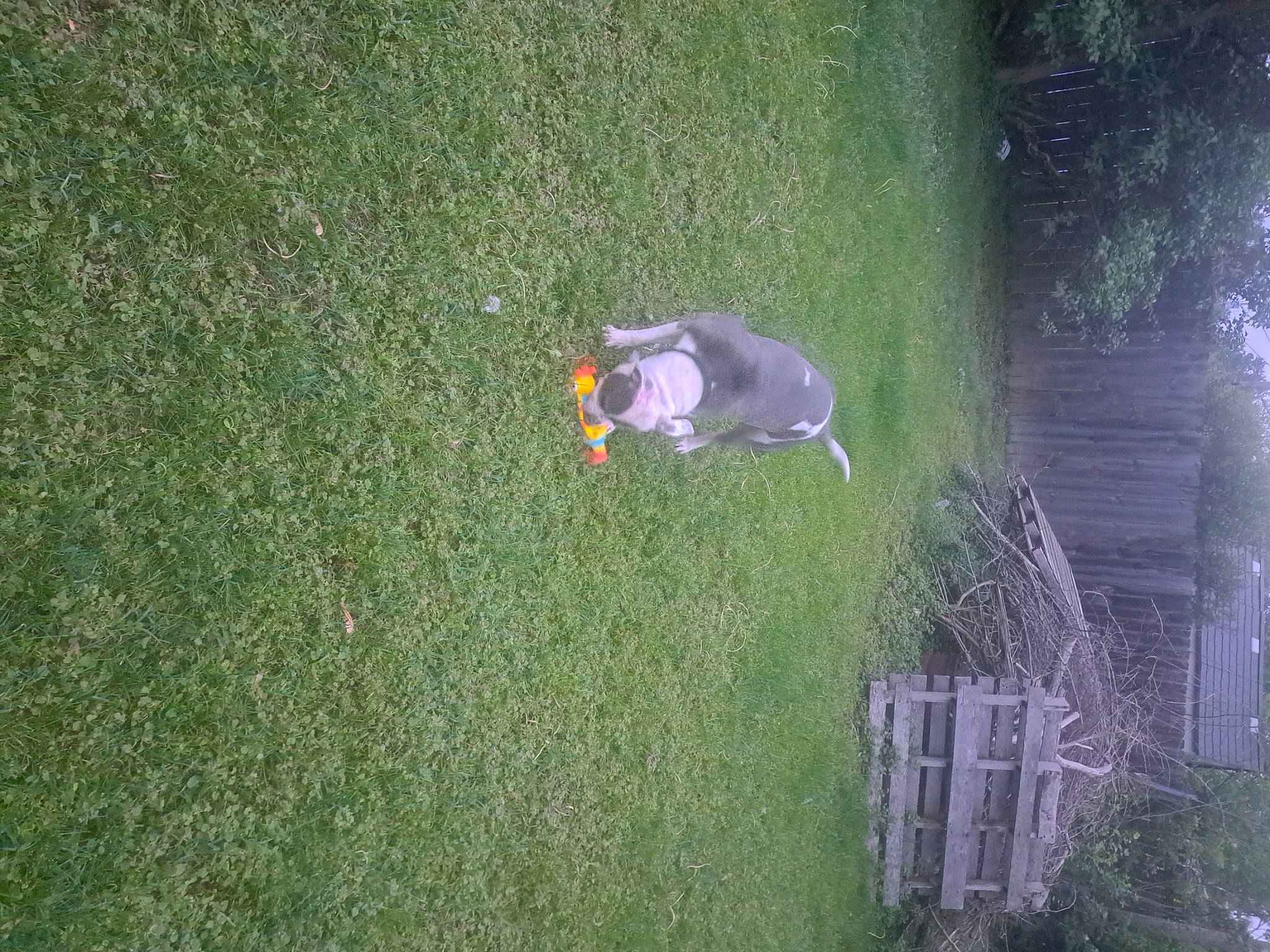 Rayna is registered to the contest to win money with this photo: canidae, carnivore, dog, garden, grass, grass_family, grassland, groundcover, landscape, landscaping, lawn, pasture, people_in_nature, plant, recreation, shrub, slope, soil, sporting_group, tree