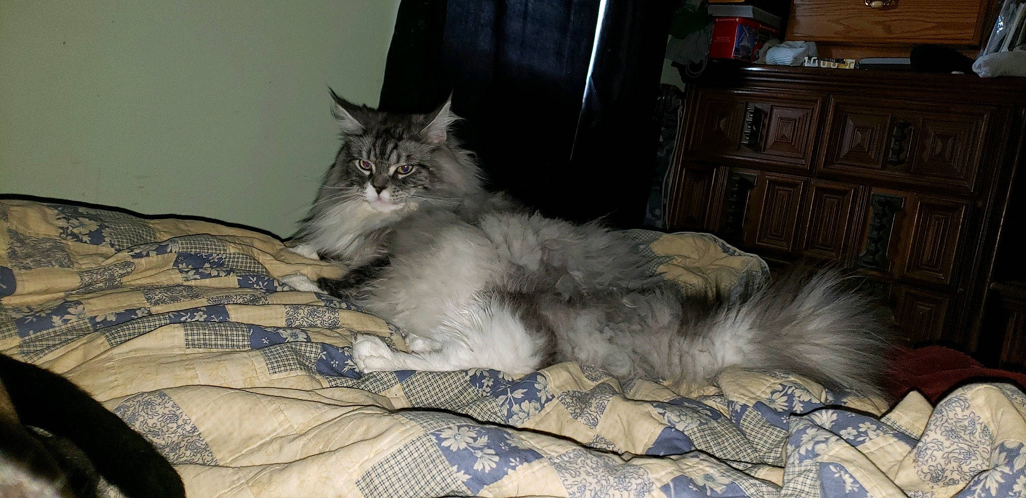 Marco joined the competition — help win amazing prizes! bedding, cabinetry, carnivore, cat, chest, chest_of_drawers, comfort, cupboard, domestic_short_haired_cat, drawer, dresser, felidae, fur, grey, hardwood, paw, room, small_to_medium_sized_cats, tail, whiskers