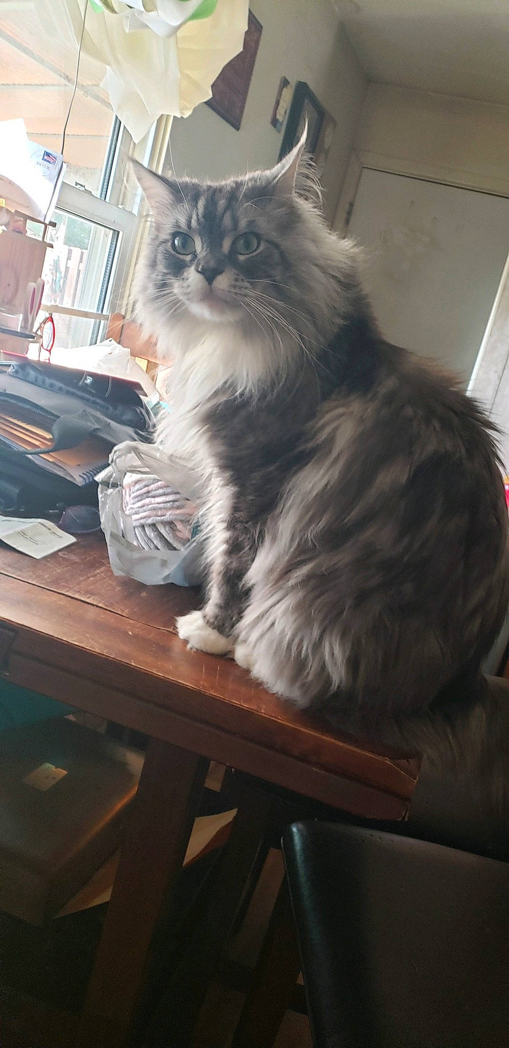 Marco is registered to the contest to win money with this photo: box, british_longhair, carnivore, cat, desk, felidae, fur, maine_coon, paw, persian, ragdoll, sitting, small_to_medium_sized_cats, snout, table, tail, terrestrial_animal, whiskers, window, wood