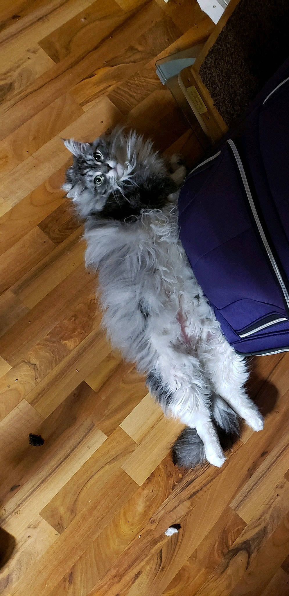 Marco is registered to the contest to win money with this photo: carnivore, cat, companion_dog, dog_breed, fawn, felidae, floor, flooring, fur, hardwood, laminate_flooring, plank, small_to_medium_sized_cats, snout, tail, varnish, whiskers, wood, wood_flooring, wood_stain