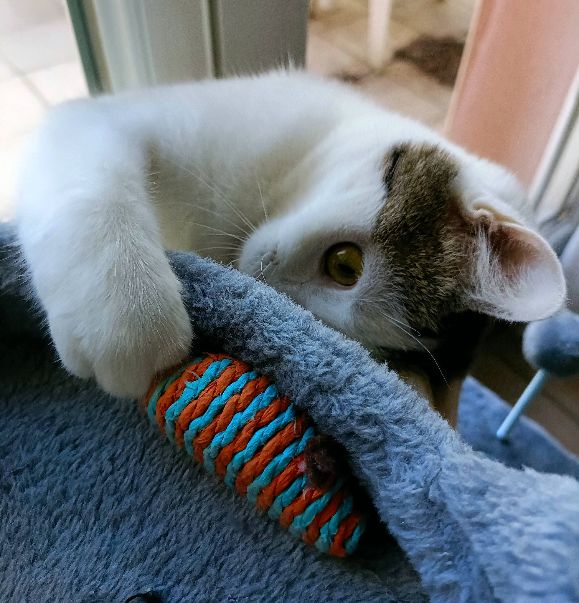 Shiva participe au concours pour gagner de l'argent avec cette photo : carnivore, cat, claw, comfort, domestic_short_haired_cat, ear, fawn, felidae, fur, nap, paw, sleep, small_to_medium_sized_cats, snout, tail, terrestrial_animal, whiskers, wool