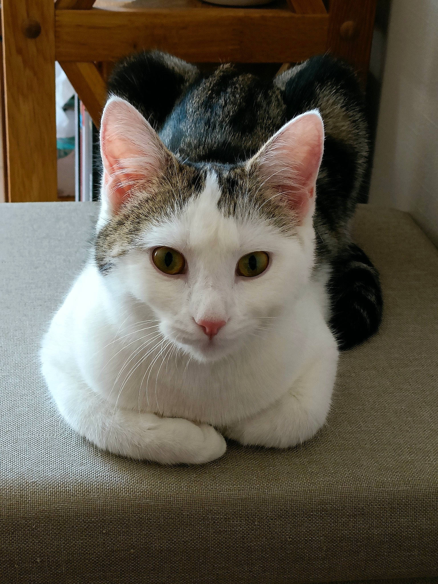 Shiva participe au concours pour gagner de l'argent avec cette photo : carnivore, cat, cat_furniture, comfort, domestic_short_haired_cat, fawn, felidae, fur, paw, sitting, small_to_medium_sized_cats, snout, tail, whiskers