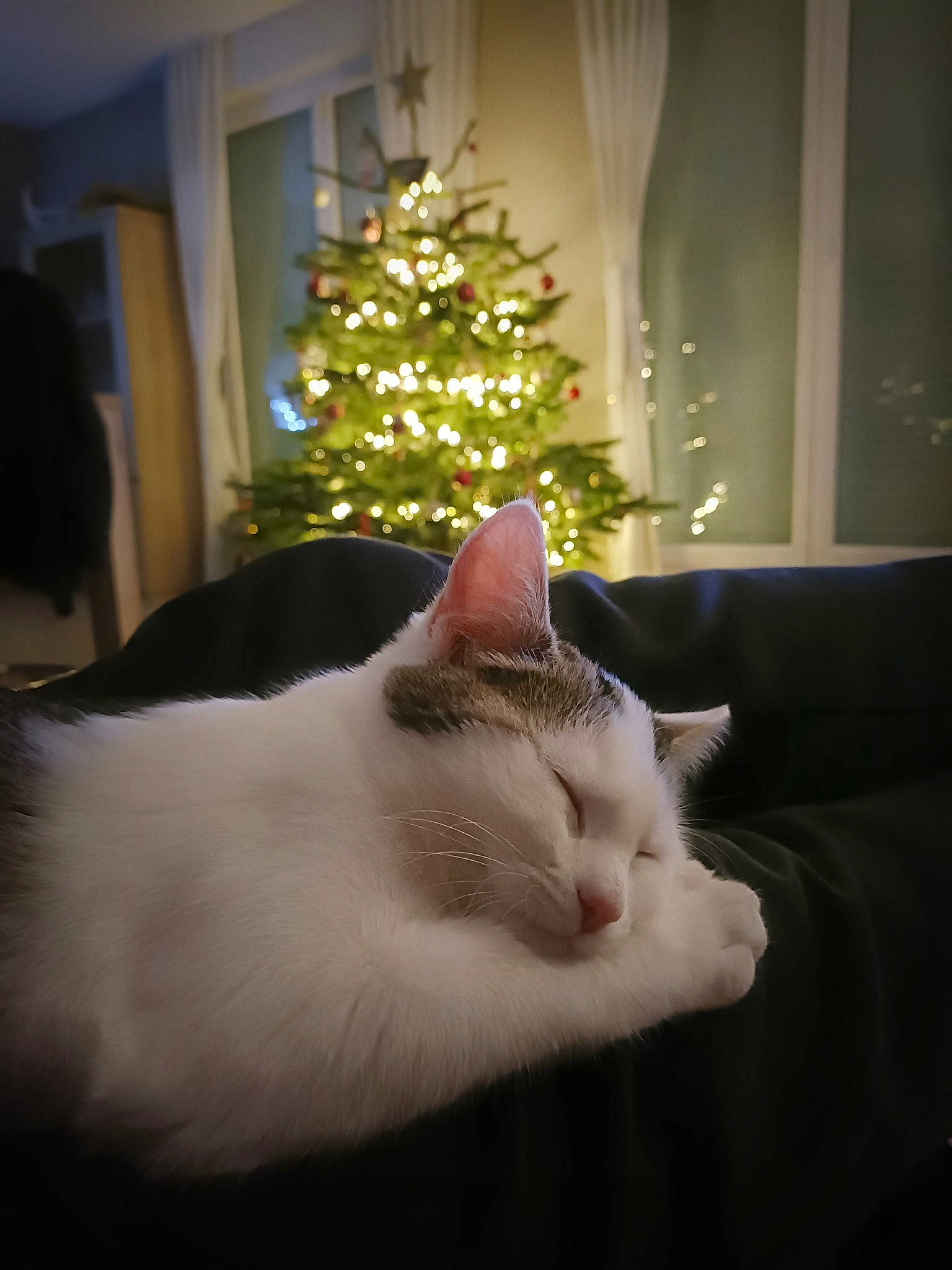 Shiva participe au concours pour gagner de l'argent avec cette photo : carnivore, cat, christmas, christmas_decoration, christmas_ornament, christmas_tree, comfort, couch, event, felidae, holiday, light, ornament, small_to_medium_sized_cats, tail, tree, whiskers, white, window, wood