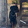 animal, black_dog, chain_collar, concrete, courtyard, daylight, dog, fence, full_body, gate, guard_dog, outdoor, pet, plants, portrait, rustic, serious_expression, sitting, tan_markings, yellow_wall