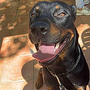 Dark participe au concours pour gagner de l'argent avec cette photo : dog, rottweiler, black_and_tan, canine, pet, sitting, panting, tongue, happy, portrait, close_up, leash, collar, outdoor, patio, tile_floor, sunlight, shadows, furniture, person