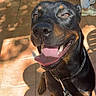 black_and_tan, canine, close_up, collar, dog, furniture, happy, leash, outdoor, panting, patio, person, pet, portrait, rottweiler, shadows, sitting, sunlight, tile_floor, tongue
