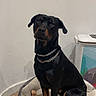 Dark participe au concours pour gagner de l'argent avec cette photo : dog, black_and_tan, doberman, pet, sitting, dog_bed, chain_collar, chew_bone, water_bowl, indoor, home, floor, wall, portrait, alert, serious, short_hair, large_dog, canine, furniture