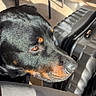 Dark a rejoint le concours — aidez-le/la à gagner de superbes lots ! dog, rottweiler, black_and_tan, pet, animal, canine, close_up, portrait, brown_eyes, short_fur, outdoor, patio, chairs, suitcase, luggage, travel, sunlight, shadow, relaxed, domestic_animal