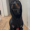 animal, black_and_brown, black_dog, canine, clothing, costume, doberman, dog, door, fashion, front_view, hallway, hoodie, indoors, pet, photography, portrait, serious_expression, sitting, wooden_floor