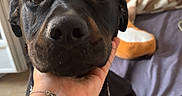 Dark participe au concours pour gagner de l'argent avec cette photo : dog, black_and_tan, pet, portrait, close_up, indoors, bedroom, bed, sitting, collar, chain_collar, hand, human, petting, brown_eyes, black_fur, tan_markings, front_view, animal, funny_expression