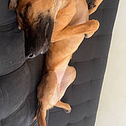 Nala a rejoint le concours — aidez-le/la à gagner de superbes lots ! dog, brown_dog, sleeping, lying_down, couch, sofa, indoor, pet, animal, relaxed, floppy_ears, long_legs, paws, fur, black_couch, resting, cozy, home, portrait, rotated_image