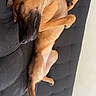 dog, brown_dog, sleeping, lying_down, couch, sofa, indoor, pet, animal, relaxed, floppy_ears, long_legs, paws, fur, black_couch, resting, cozy, home, portrait, rotated_image