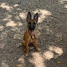 Nala participe au concours pour gagner de l'argent avec cette photo : dog, puppy, belgian_malinois, sitting, outdoors, dirt_path, forest, trees, sunlight, shadows, pointed_ears, open_mouth, tongue, brown_fur, black_mask, pet, animal, portrait, ground, leaves