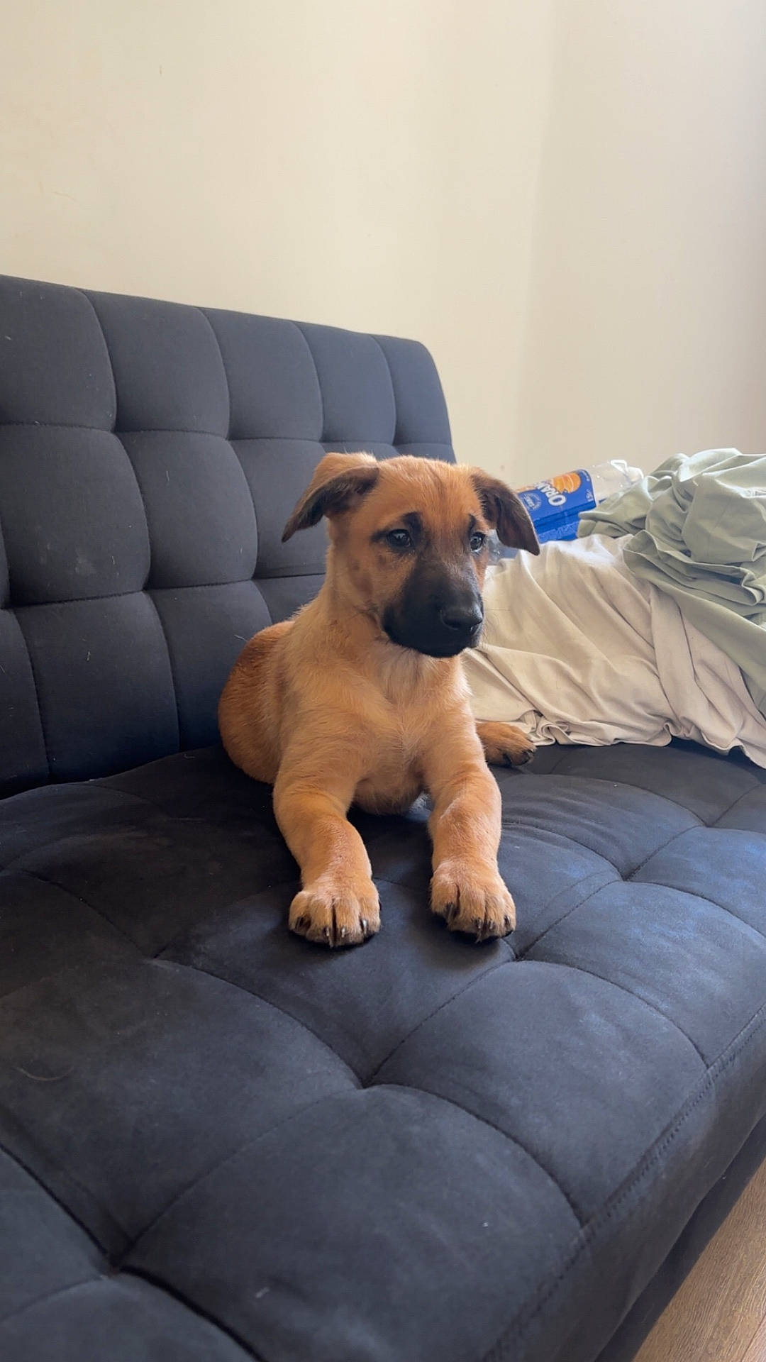 Nala