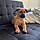 Nala