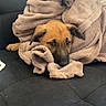 puppy, dog, blanket, couch, indoors, cozy, sleepy, resting, brown_fur, black_muzzle, floppy_ears, portrait, pet, cute, animal, soft_fabric, snuggling, seated, home, relaxed