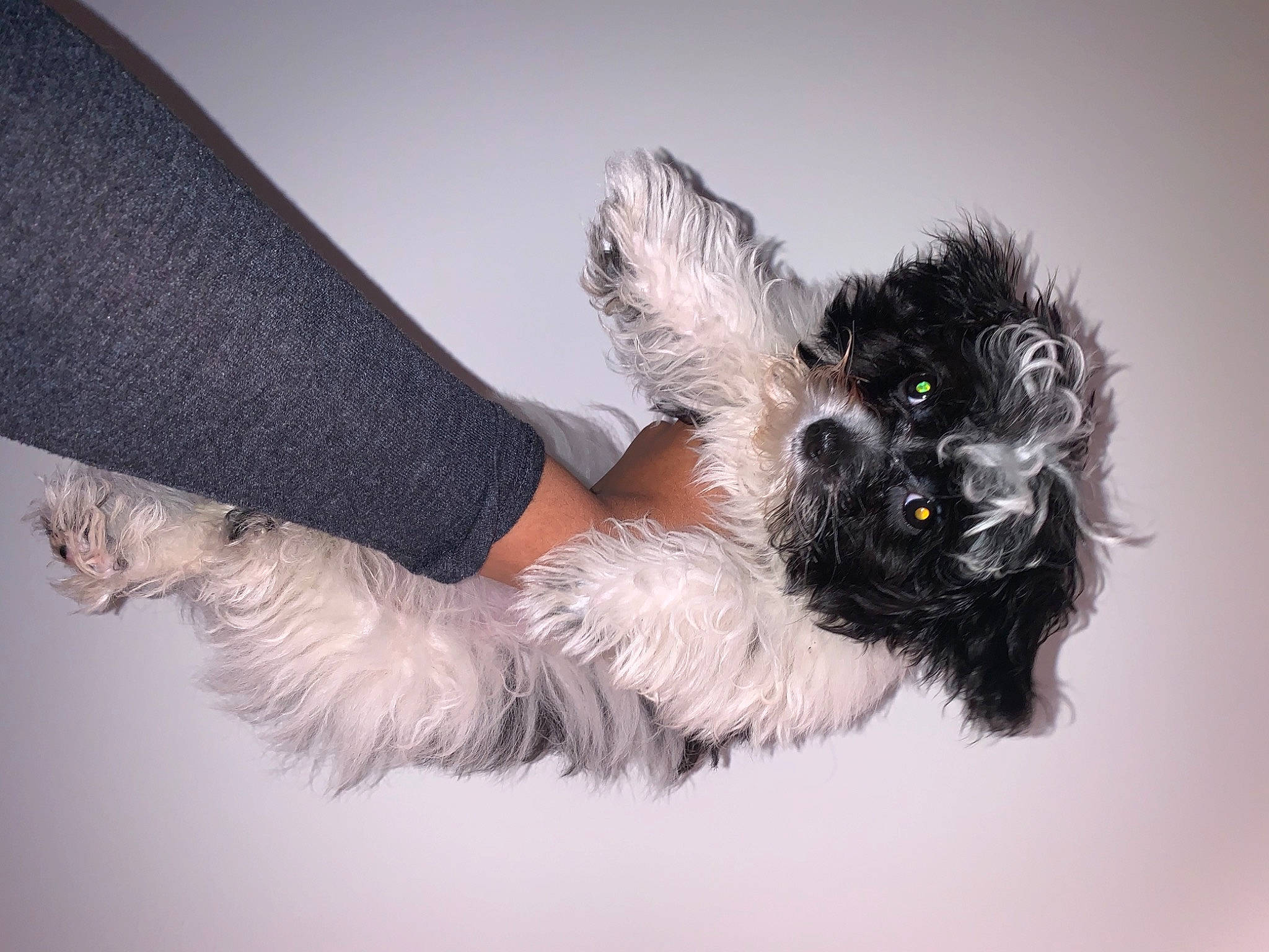 Aspen is registered to the contest to win money with this photo: canidae, carnivore, companion_dog, dog, dog_breed, dog_collar, dog_supply, fur, non_sporting_group, paw, small_terrier, snout, sporting_group, tail, terrier, toy, toy_dog, whiskers, working_animal, yorkipoo