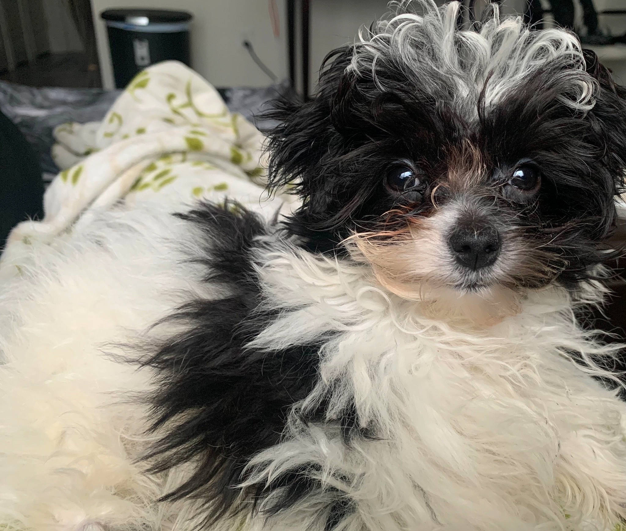 Aspen is registered to the contest to win money with this photo: biewer_terrier, canidae, carnivore, cockapoo, companion_dog, dog, dog_breed, eye, fur, maltepoo, puppy_love, shih_poo, small_terrier, snout, sporting_group, tableware, terrier, toy_dog, whiskers, working_animal