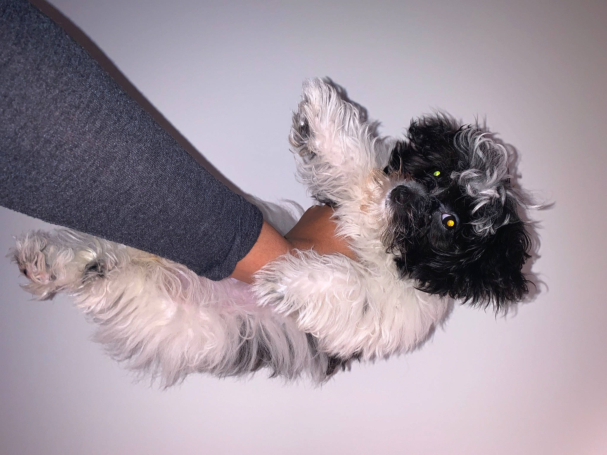 Aspen joined the competition — help win amazing prizes! canidae, carnivore, companion_dog, dog, dog_breed, dog_clothes, dog_collar, dog_supply, fashion_accessory, fur, gesture, non_sporting_group, paw, small_terrier, sporting_group, tail, terrier, toy, toy_dog, working_animal