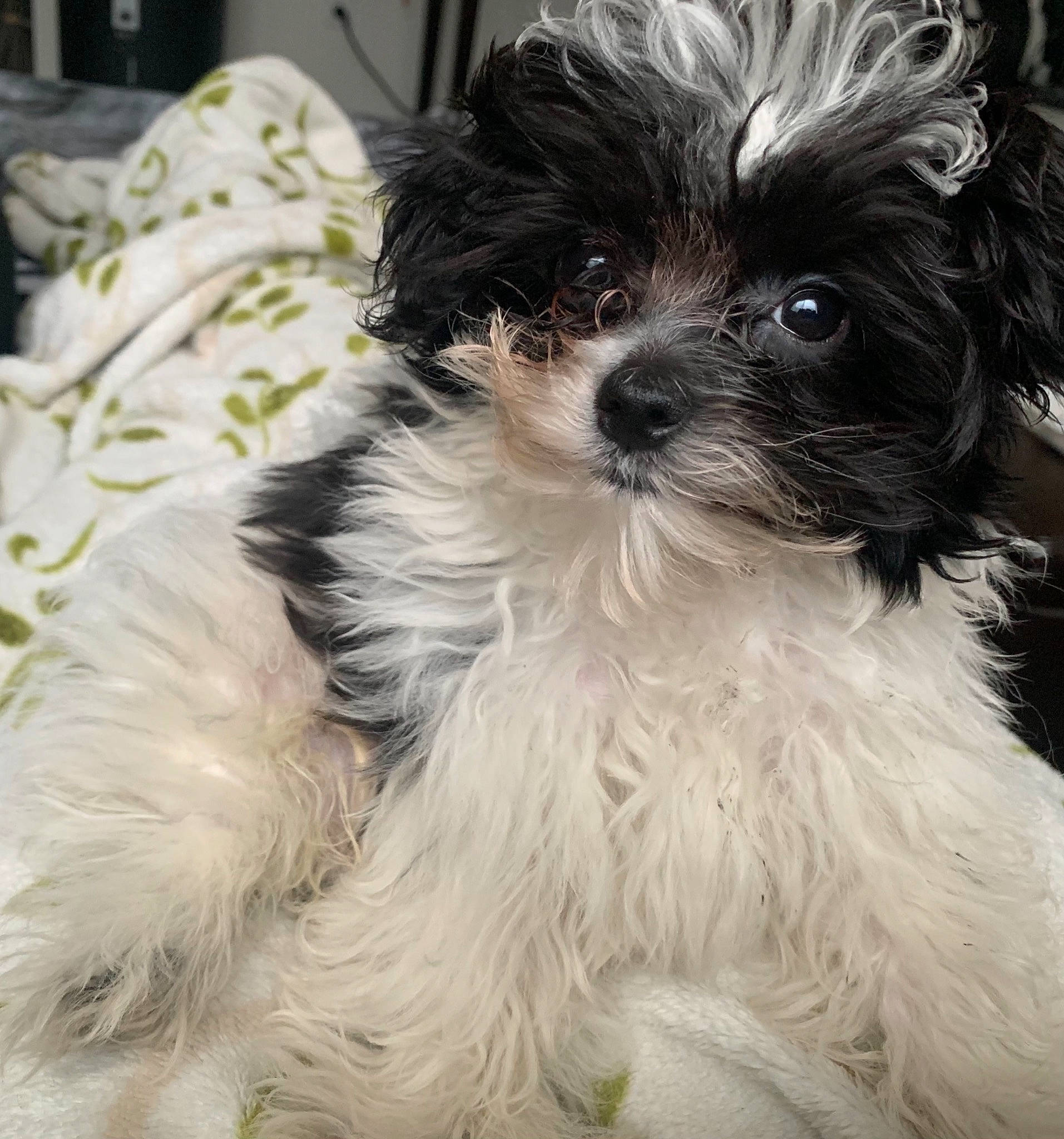 Aspen joined the competition — help win amazing prizes! biewer_terrier, carnivore, companion_dog, dog, dog_breed, fur, liver, mal_shi, pekapoo, poodle_crossbreed, shih_poo, shih_tzu, small_terrier, snout, sporting_group, terrier, toy_dog, water_dog, working_animal, yorkipoo