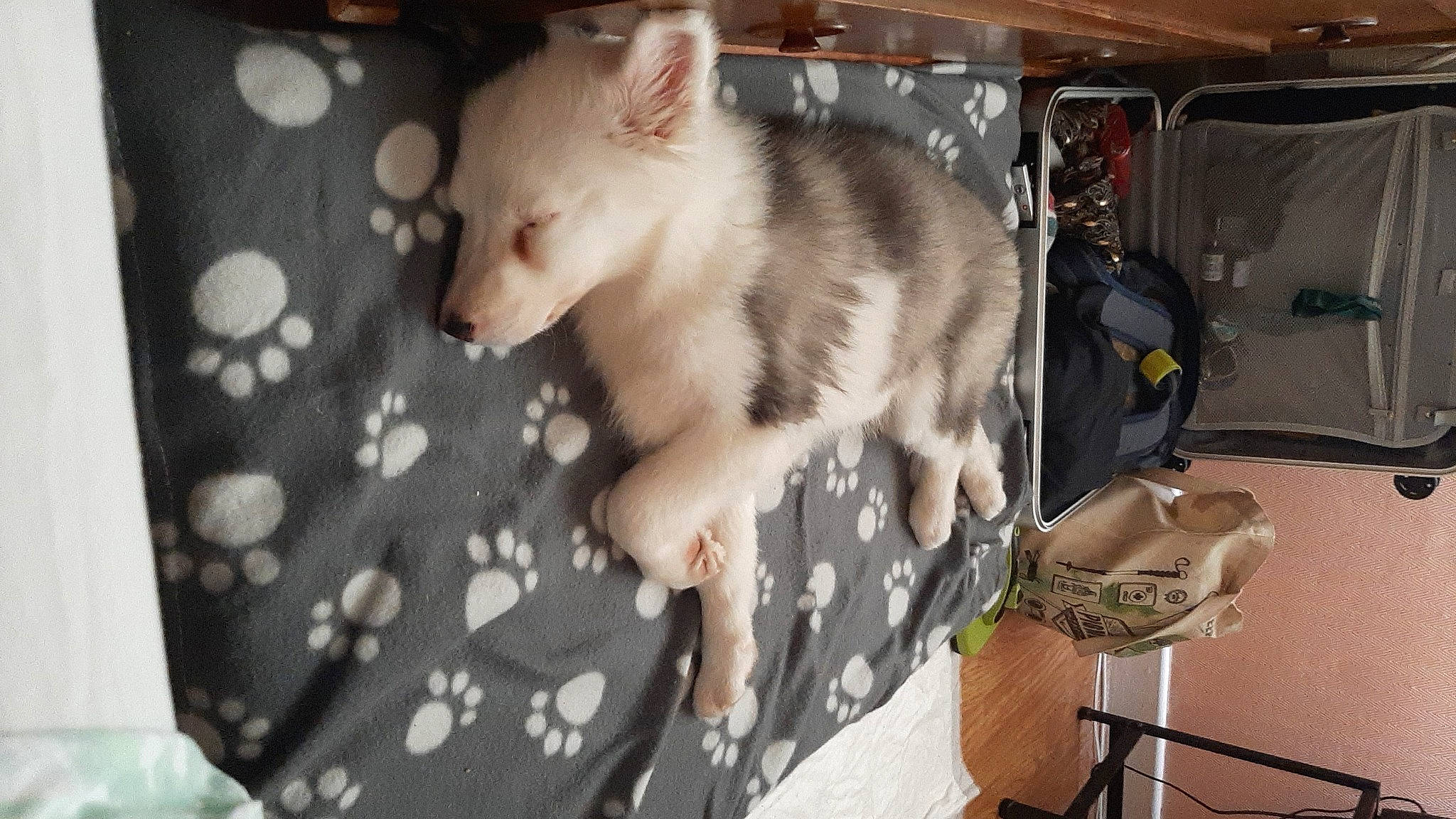 Saïga participe au concours pour gagner de l'argent avec cette photo : canidae, carnivore, companion_dog, dog_breed, ear, fawn, felidae, fur, linens, non_sporting_group, pattern, paw, room, small_to_medium_sized_cats, snout, tail, toy_dog, whiskers, working_animal