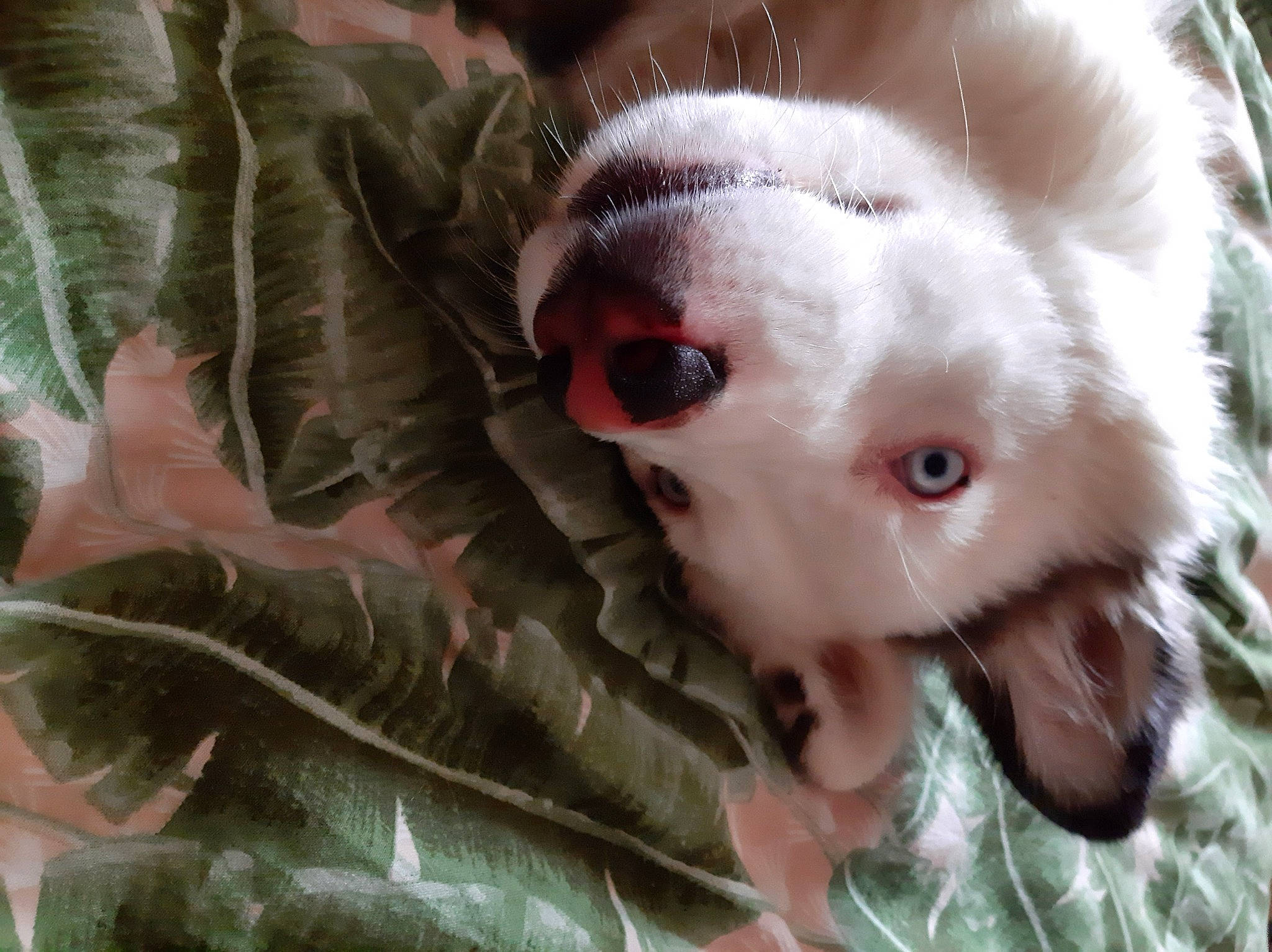 Saïga a rejoint le concours — aidez-le/la à gagner de superbes lots ! canidae, carnivore, companion_dog, dog, dog_breed, ear, eye, fawn, felidae, fur, grass, head, livestock, snout, sporting_group, stuffed_toy, terrestrial_animal, toy_dog, whiskers, working_animal