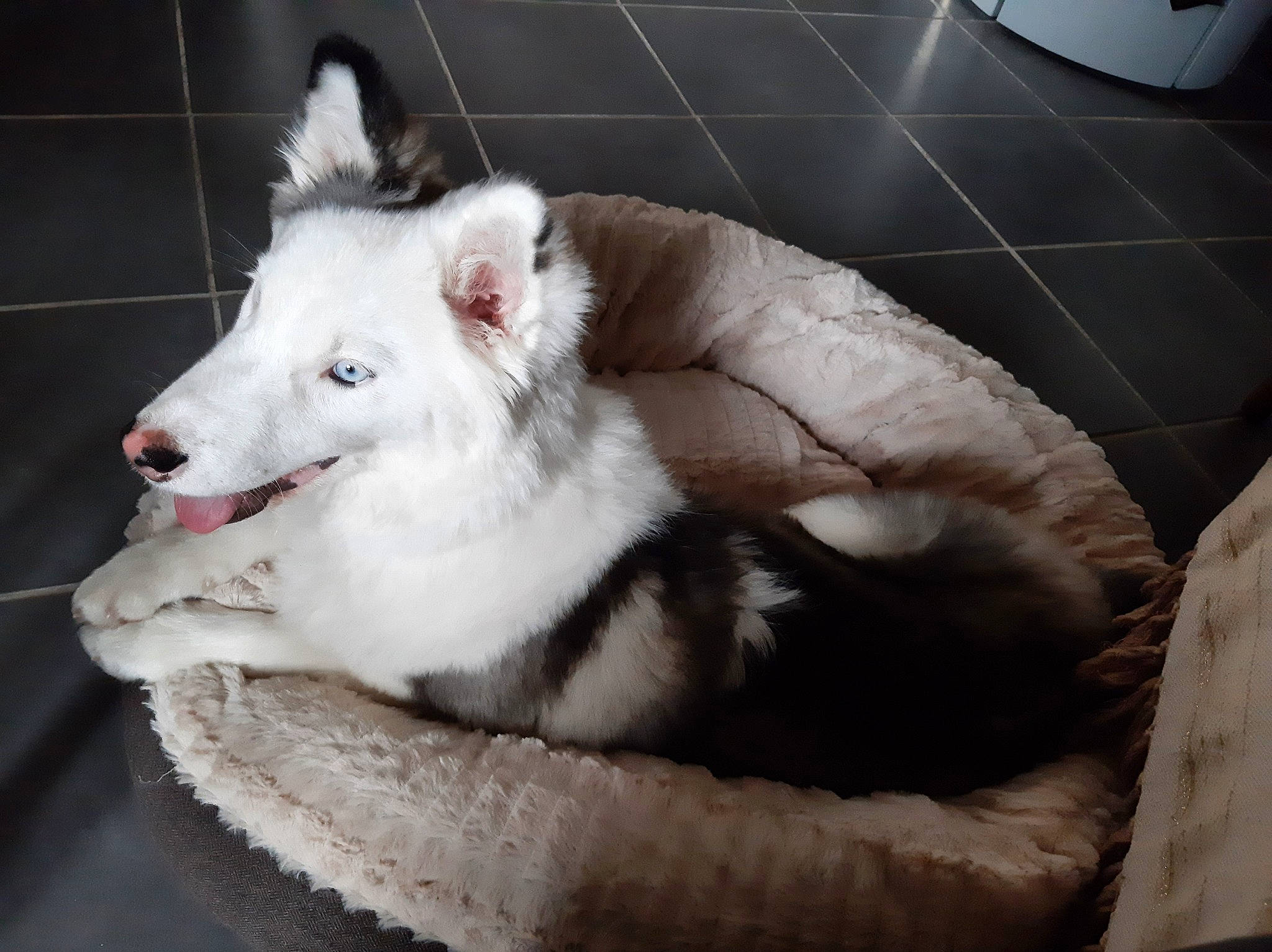 Saïga a rejoint le concours — aidez-le/la à gagner de superbes lots ! canidae, canis, carnivore, collar, comfort, companion_dog, dog, dog_breed, dog_supply, fur, paw, pet_supply, small_to_medium_sized_cats, snout, sporting_group, terrestrial_animal, whiskers, wolf, working_animal, working_dog