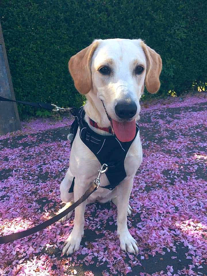 Cassidy joined the competition — help win amazing prizes! beagador, canidae, carnivore, companion_dog, dog, dog_breed, fawn, hunting_dog, labrador_retriever, mammal, rare_breed_dog, snout, sporting_group, tail, vertebrate