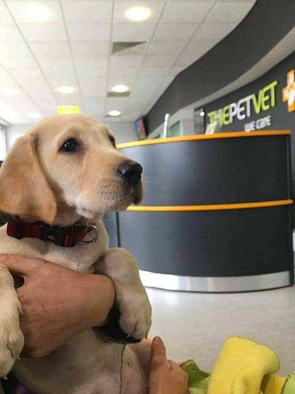 Cassidy joined the competition — help win amazing prizes! canidae, carnivore, companion_dog, dog, dog_breed, fawn, golden_retriever, labrador_retriever, mammal, puppy, retriever, snout, sporting_group