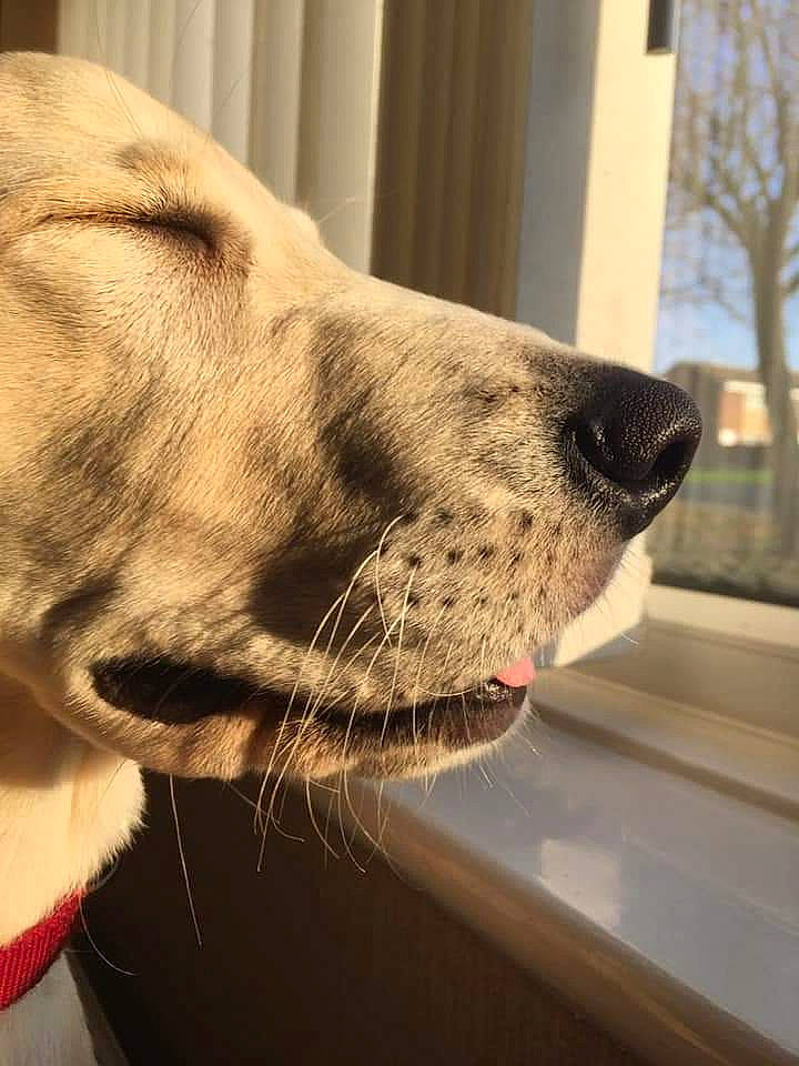 Cassidy is registered to the contest to win money with this photo: canidae, carnivore, dog, dog_breed, fawn, labrador_retriever, mammal, nose, retriever, snout, sporting_group, whiskers