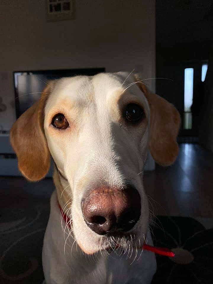 Cassidy is registered to the contest to win money with this photo: canidae, carnivore, dog, dog_breed, ear, head, hunting_dog, mammal, nose, pointer, rare_breed_dog, snout, sporting_group, vertebrate, whiskers